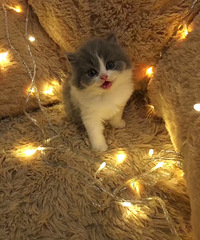 ͬ�ǵĿ����ſ�è���绰138679209