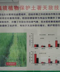 "花草丛里收获生态大米 ?有人说金华这项技术处于世界领先水平"