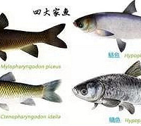 "@爱吃海鲜的义乌人,你们嘴边的大小黄鱼或许要涨价了"