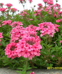 ��ͼ���֡�life like the flower �����񻨶�һ��