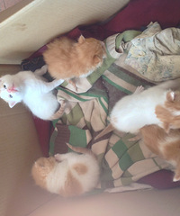 家有小猫小狗,有谁喜欢养的?