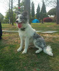 丢失陨石色边境牧羊犬一只,在农林大学这边走丢的
