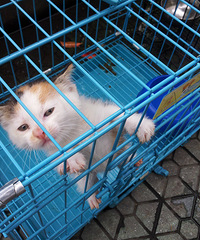 萌宠等你来领养