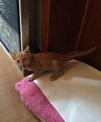 家有一只小黄猫,有爱猫人士的请来领养~