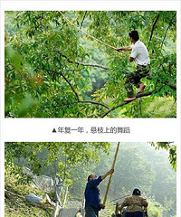 "临安哪些地方的山核桃质量最好?"