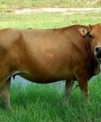 ��ʦ��ţ���棬һ��ɱһͷţ����