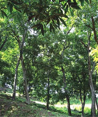 �㽭�ձ��۽���ţ���ٰ�ɽ���Ҵ���������