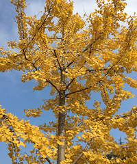 ��Ҷ����� ����ũ�ִ�