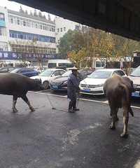 ���ٰ��������ɳ������䡰��ţ�������񾯿�Ѱһҹ�һ�ţ����