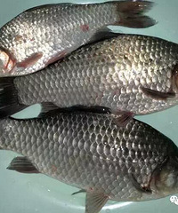 ���ٰ���ʳ�������ʺϳ����5���㣬��Ӫ���ˣ�����������