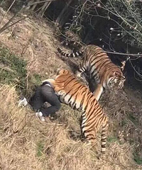 ��������԰�ϻ�ҧ���ˣ����߷�ǽ�����ϻ�ɢ����