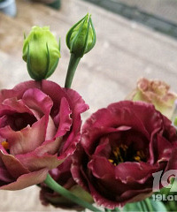 ʢ������۹���������