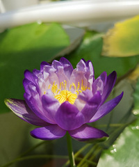 �ȴ�˯�����ڿ�����