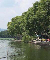 西湖边的高大梧桐树突然倒了!没扛住“风平浪静”