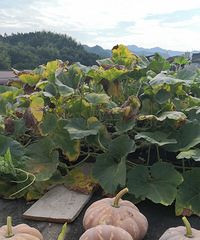 ����һ���Ϲϣ�û�뵽������ô�࣬�пڸ���