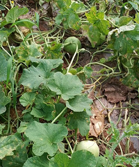 �Լ����ֵĶ������Ǻóԣ�������˺ö����