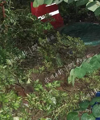 ʹ�ģ�����һ��12���к�������С��33¥׹¥������