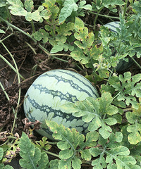 ����¥��ȥժ�����ˣ���Ҳȥժ�˼��������Գ�