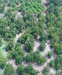 我区8个山核桃主产区预计今年总产量超13000吨,增产15%