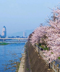 �����ٰ��˽��¡�