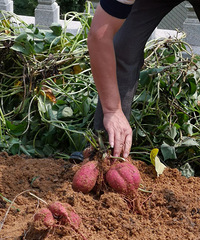 �±����ڷ�������ľ�з��յ�ϲ�а���