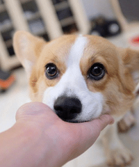 ������λ����ʳ���ŵ��Ҷ����һؼҳԷ���