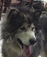 ��û���˶�ʧ����˹�ӣ�