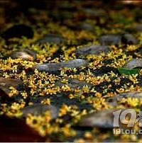 һ������һ������˪������ز�