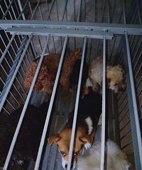 �����ŷ���ץ���˹�