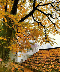 �ٰ�����Ҷ�䣬�ȷ�Ҳ����