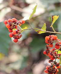 ������---��Խ�Ļ���԰�������ﲻһ��������