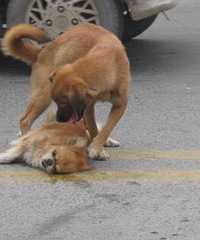 �ٰ�ʲô�������������ֶ�