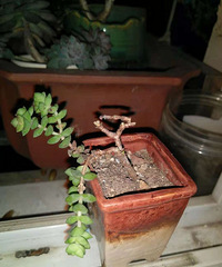 [����]����̫�󵨣��ݻٶ��⻹�ڻ������µ�