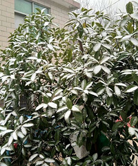 ������ѩ��