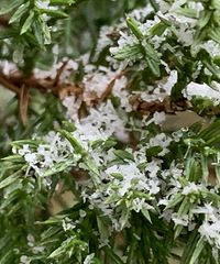 ��ѩ��ѩ��