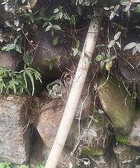 网友反映:临安区於潜镇双坑村光绪二十八年的古桥不堪重负了
