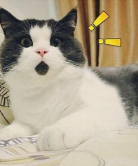 ���ǹ�˾��û�г��ֹ����