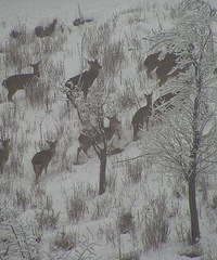 ����������� ��ĺ���������