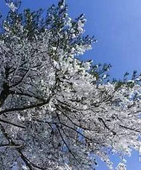 太子尖雪景大片,银装素裹美呆