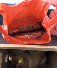 ��ֻ��ĸ������������