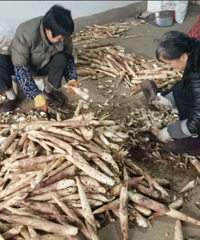 ��������ɽ��