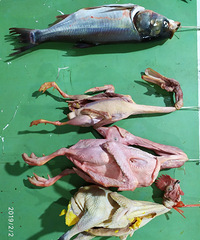 �������ˣ����������ˣ����һ�������[e