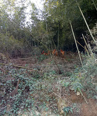 出售本地土鸡土鸡蛋