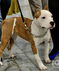 [����]����ô�ֲ��Ĺ�����ǣ�������Ҹ���ô�������ھӣ�