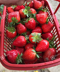 [����]������ȥժ��ݮ�����ֳ�ɫ��20һ��󲻹�