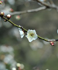 [����]�ѵó�̫������ȥ�ĵ��һ�