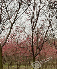 �������ͼ��ſڵ�ӣ��