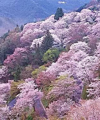 �ٰ������ͻ�ʤ�أ�������죬һ����Լȥ̤��ඣ�