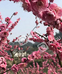 ����������ȥ������ɽ��