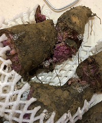 [�ع�]���������ɽҩ����������̼Ҿ�˵ϴϴ���ܳԣ�